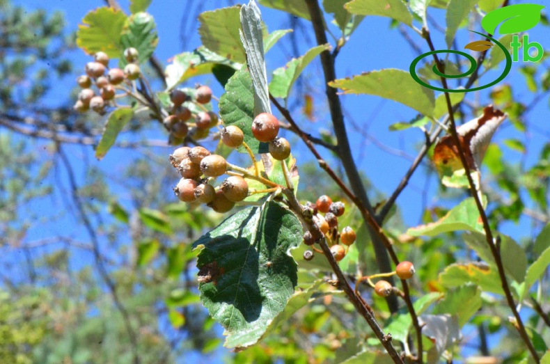 var. umbellata -Amasya