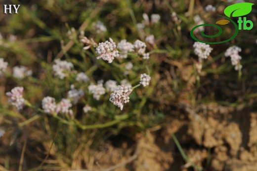 subsp. lilaciflora- İzmir