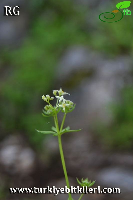 ssp brevifolium-Marmaris