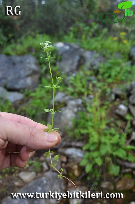 ssp brevifolium-Marmaris