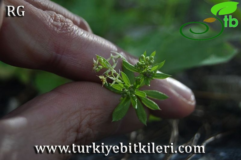ssp brevifolium-Marmaris