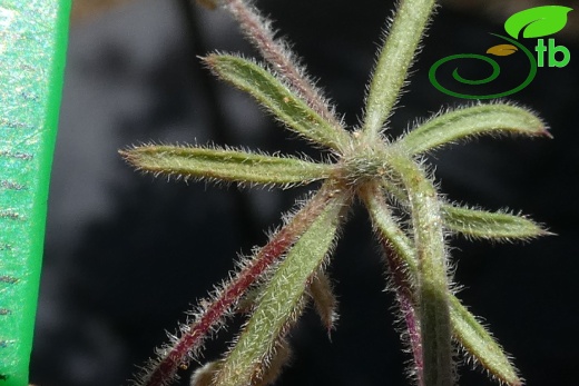 subsp. airoides- Antalya