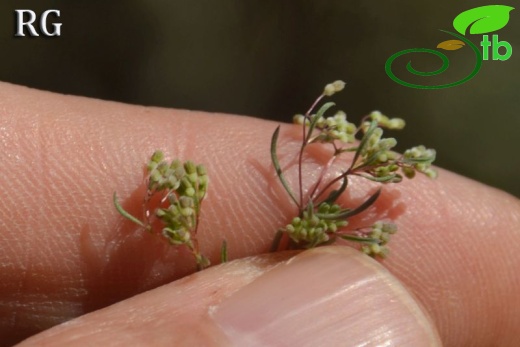subsp. floribundum- Datça