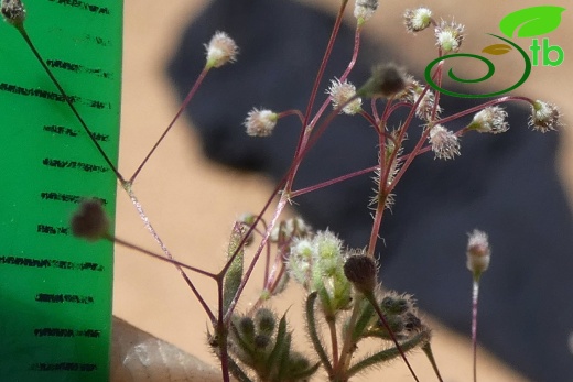 subsp. airoides- Antalya