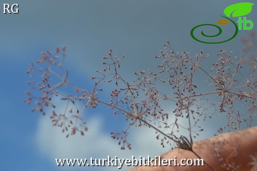 subsp. floribundum- Datça