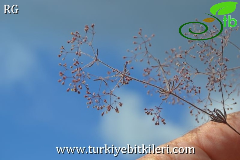 subsp. floribundum- Datça