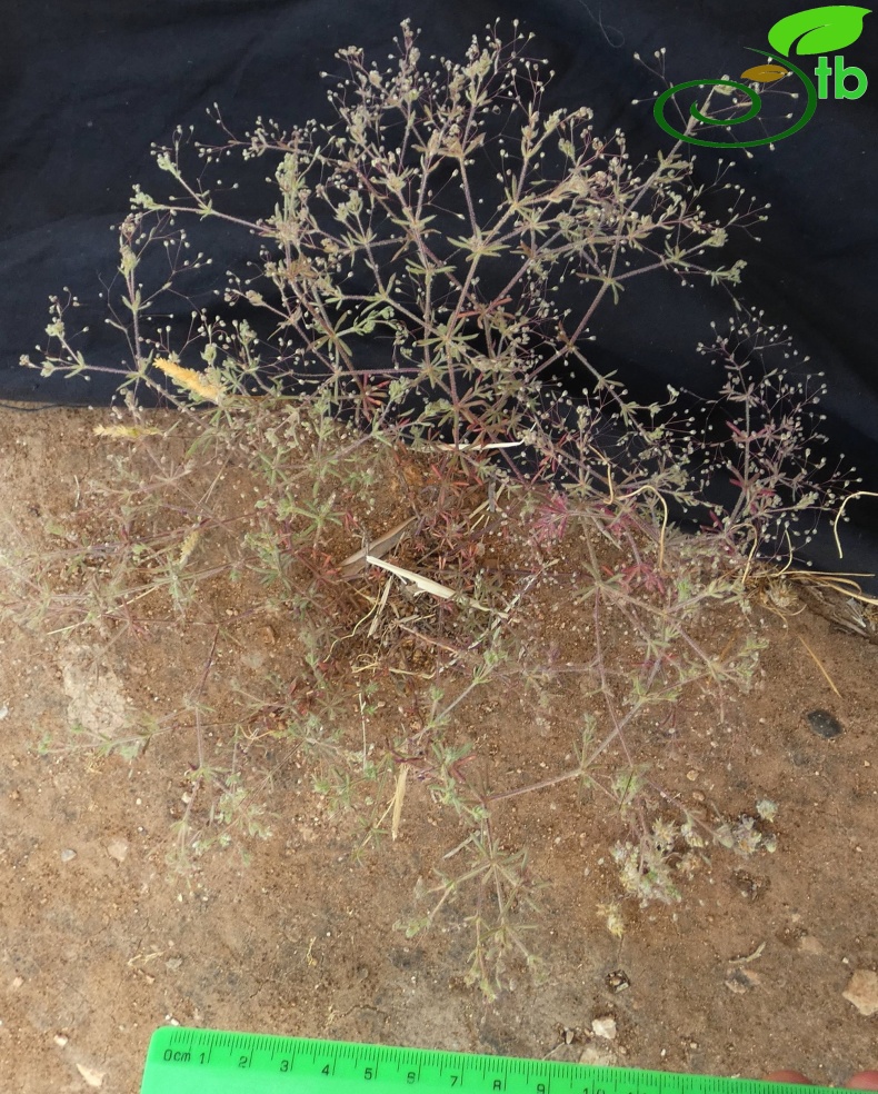 subsp. airoides- Antalya