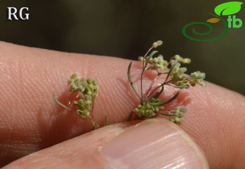 subsp. floribundum- Datça