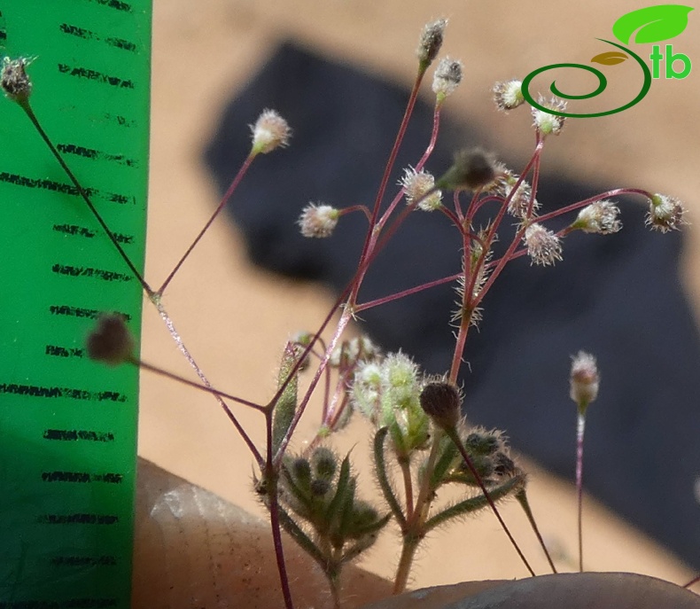 subsp. airoides- Antalya