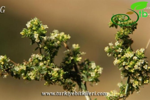 Mardin