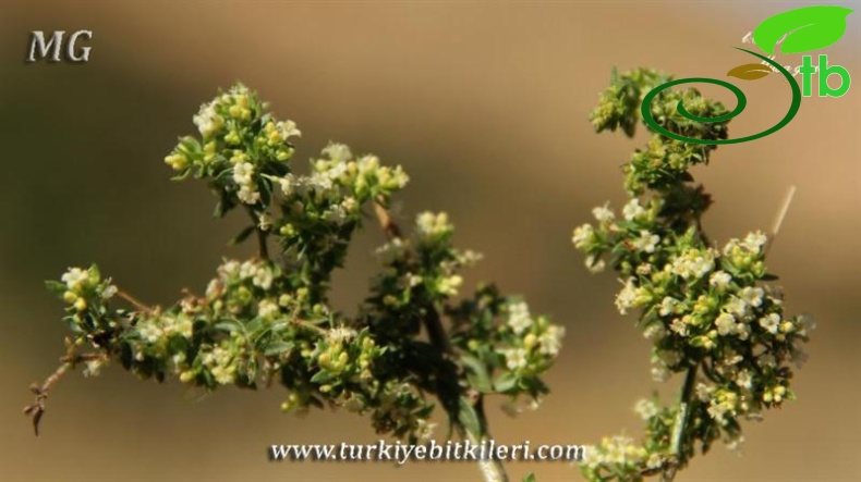 Mardin