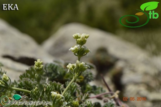 ssp libanoticum-Hatay