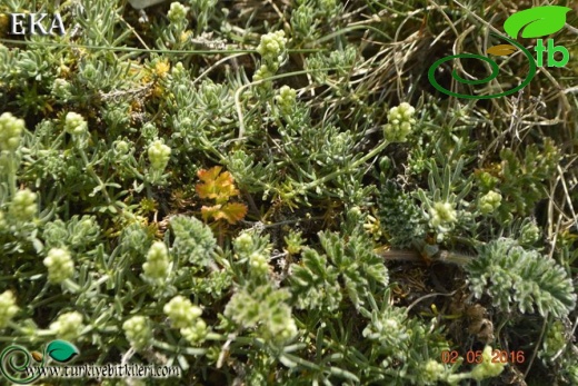 ssp libanoticum-Hatay