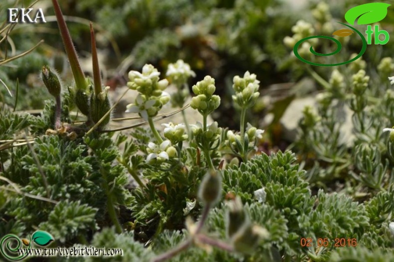 ssp libanoticum-Hatay