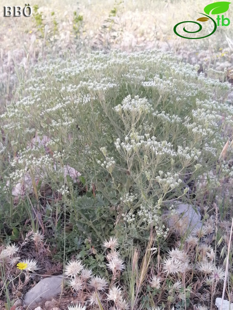 Adıyaman