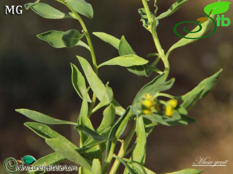 subsp. mesopotamicum-Mardin