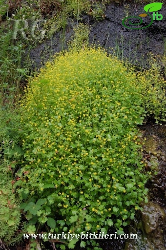 var cymbalaria-Yalova