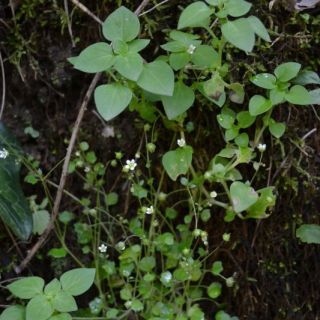 var hederacea-Marmaris