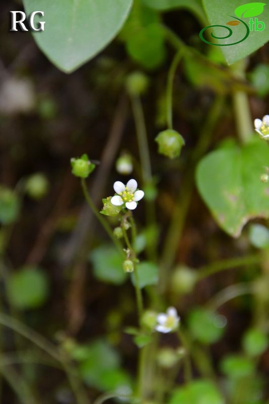 var hederacea-Marmaris