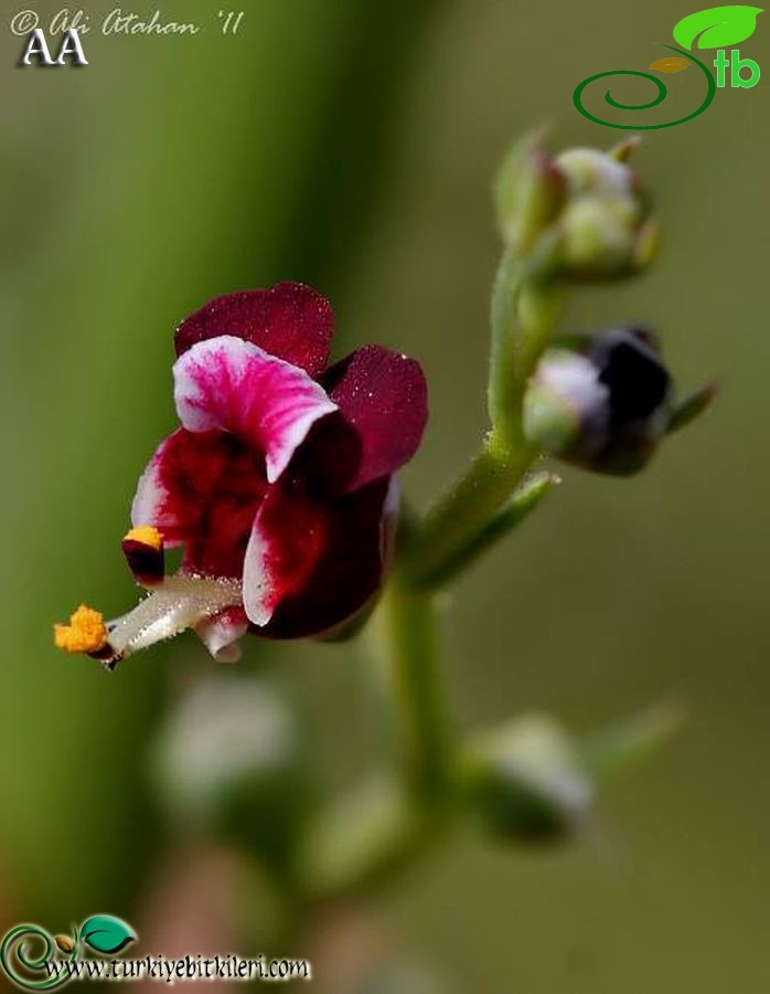 var. decipiens-Hatay