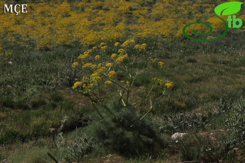 Hakkari