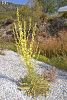 Datça- Muğla