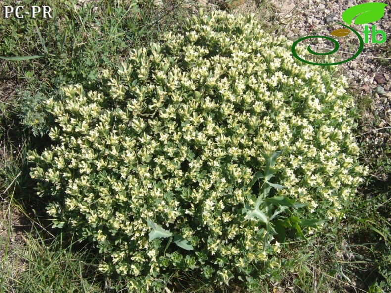 subsp. kurdica- Sivas