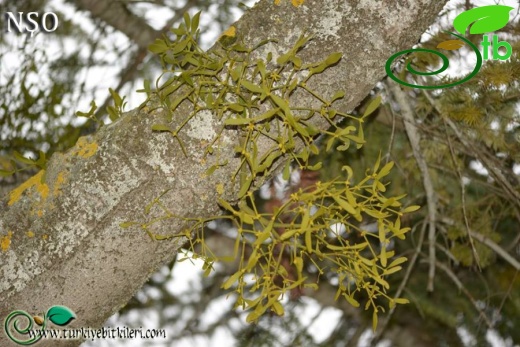 ssp. abietis-Abant-Bolu