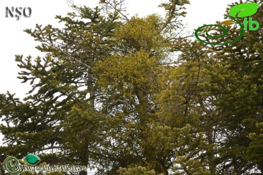 ssp. abietis-Abant-Bolu