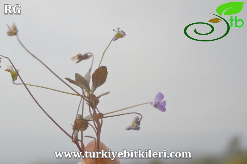 Marmaris-Muğla
