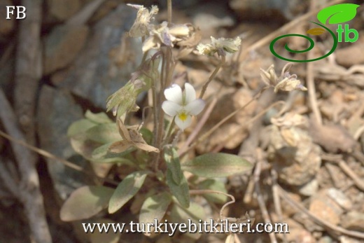 Sandras dağı-Köyceğiz