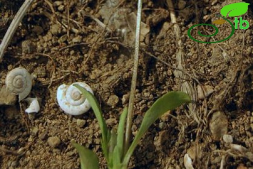 Yeniçağa-Bolu