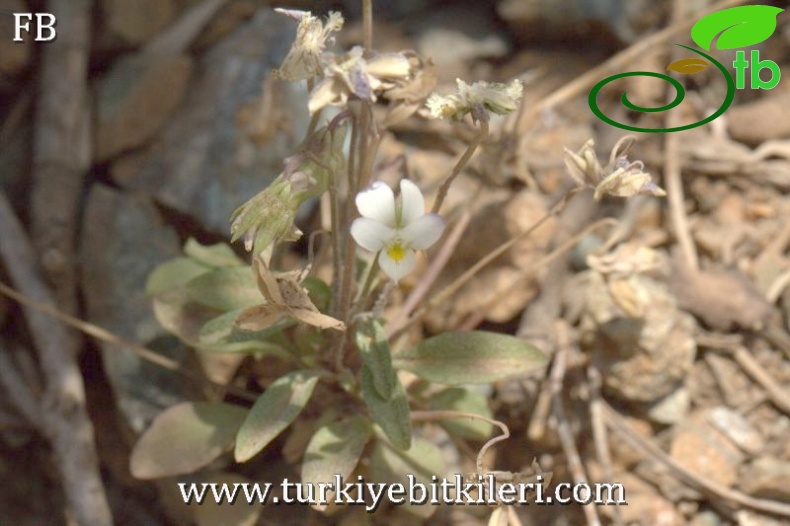 Sandras dağı-Köyceğiz