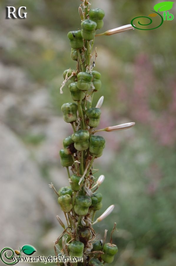 Aladağlar-Niğde