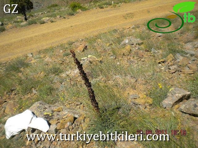 Aladağlar-Niğde