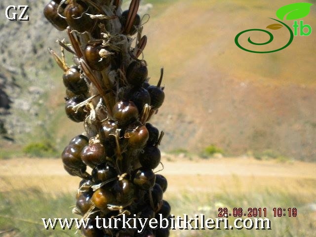 Aladağlar-Niğde