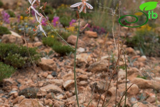 subsp. tenuiflora var. tenuiflora- Malatya