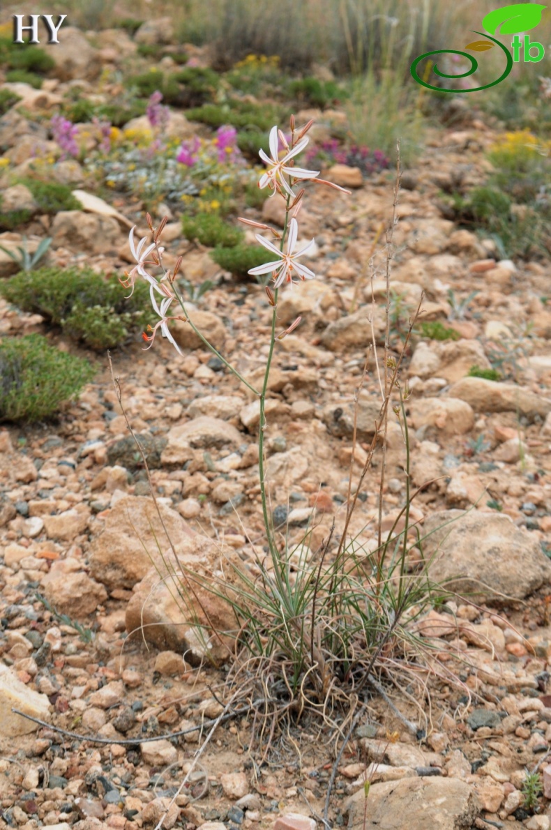 subsp. tenuiflora var. tenuiflora- Malatya