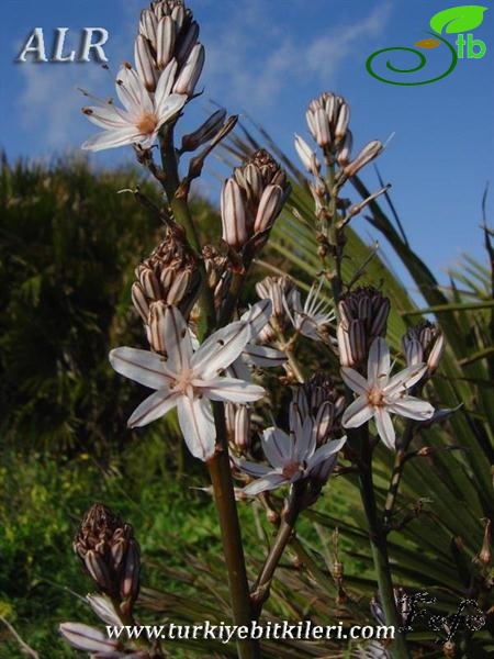 subsp. ramosus-İtalya