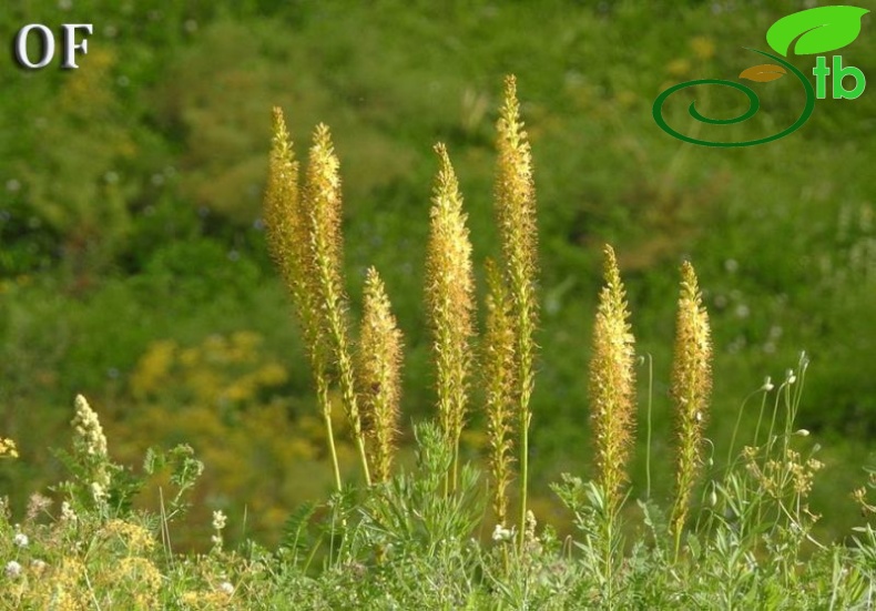 Kaçkar dağları