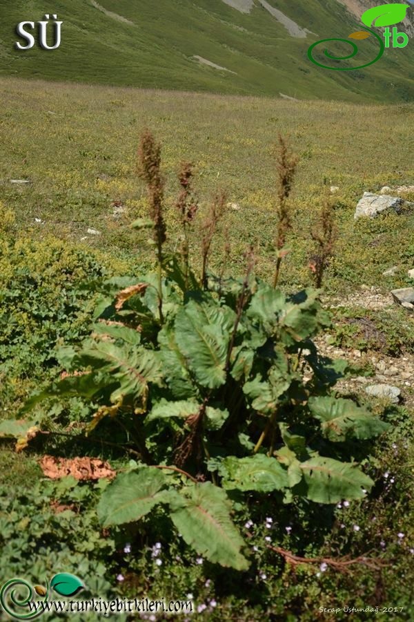 Kaçkar dağları