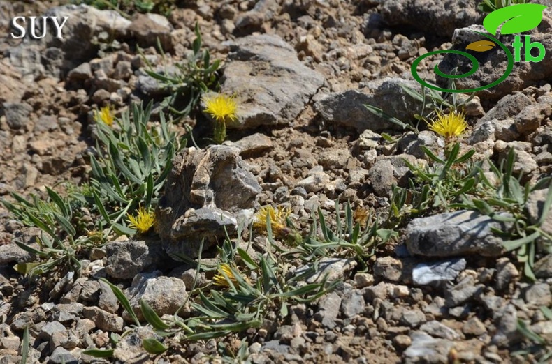 var. decumbens-Akseki