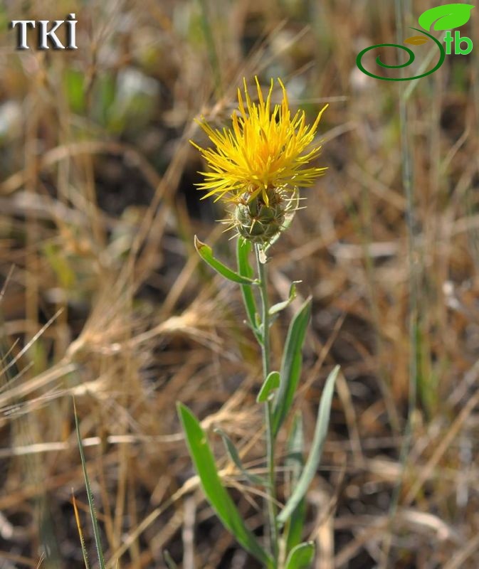 var. persica-Ankara