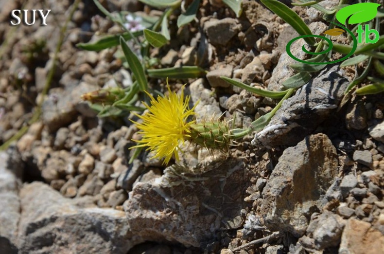var. decumbens-Akseki