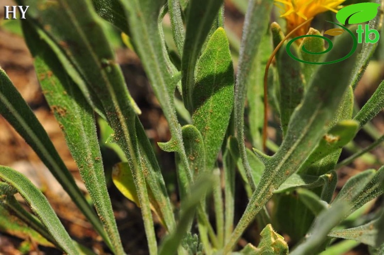 var. decumbens- Alanya