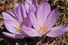subsp. punctatum- İzmir