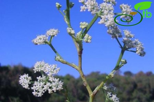 var. maritimum