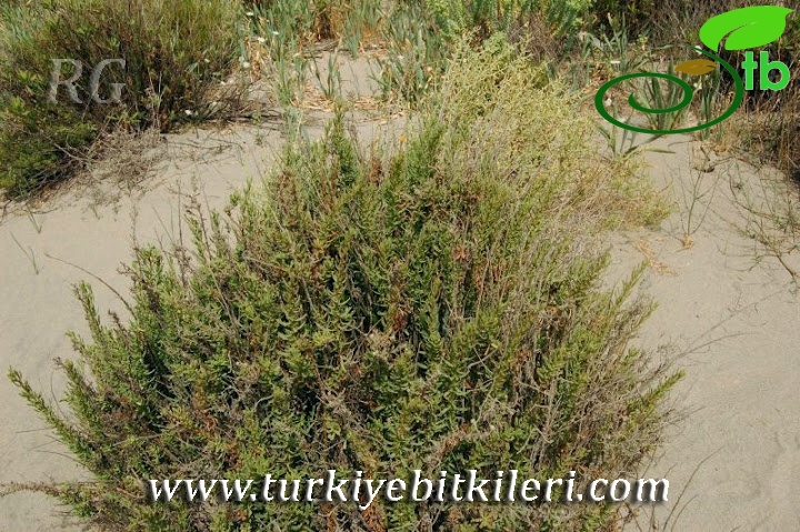 Silifke-Mersin