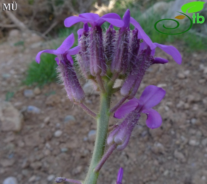 Aladağlar