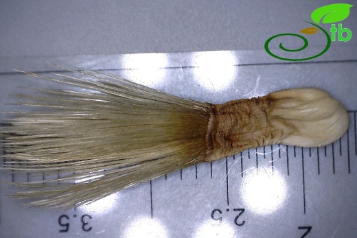 var. thrinciifolia